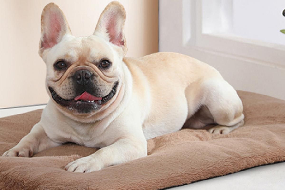 Khaki self-heating pet blanket set with two rectangular pet bed pads