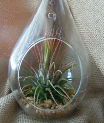 Clear glass teardrop tealight holders hanging at different heights